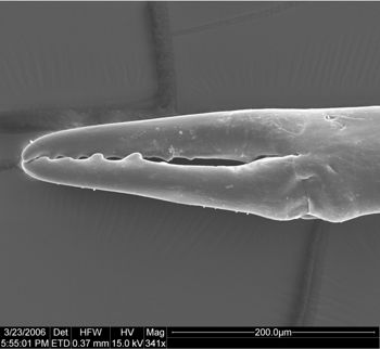 Media type: image;   Invertebrate Zoology 134693